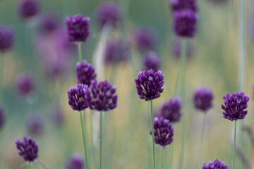 Obraz premium The wild onions in the meadow. Seed heads
