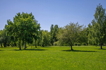 Park with different deciduous trees in Kolomenskoye in Moscow, Russia