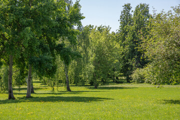 Fototapeta na wymiar Park with different deciduous trees in Kolomenskoye in Moscow, Russia