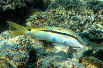 Naklejka premium Red sea goatfish (parpeneus forsskali), Egypt