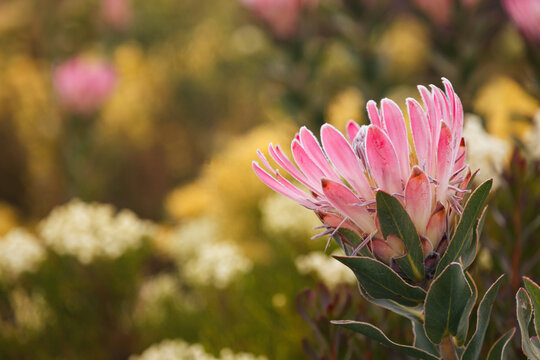 Beautiful pink protea flower against golden fynbos background, in the Southern Cape, South Africa.