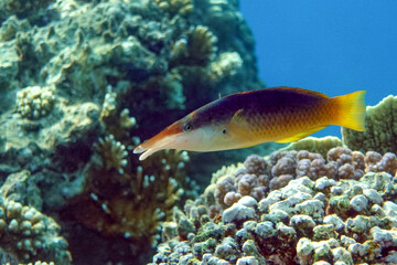 Fototapeta na wymiar Female Bird wrasse fish at coral reef, Red sea