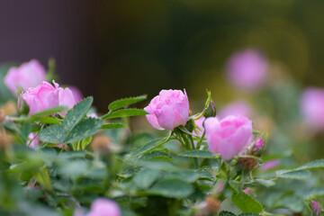 Blooming rose bush, many small flowers