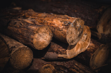 Log trunks pile, the logging timber forest wood industry. Banner or panorama of wood trunks timber harvesting in forest. Wood cutting in forest.