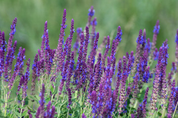 Blooming Salvia Superba close up on a sunny day