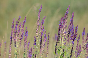 Fototapeta premium Blooming Salvia Superba close up on a sunny day