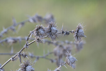 Dried tartar on a sunny day in summer