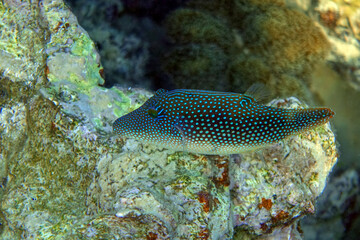 Naklejka na ściany i meble Spotted toby mimic - Red sea fish,Egypt