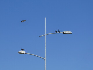 Birds stranding on the street lamp, another one flying around, background sky