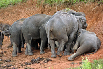 Fototapeta premium Elephants Asia