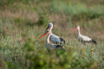 A group of white storks (Ciconia ciconia) walking in the meadow