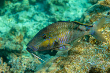 Fototapeta premium Longbarbel goatfish, Red sea fish