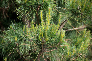 Young twigs of dwarf pine in spring