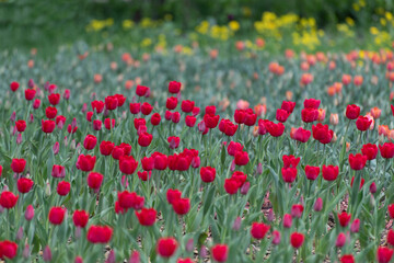 Many varietal red tulips on the flowerbed