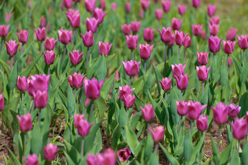 Many varietal pink tulips on the flowerbed