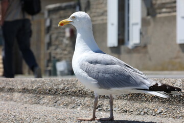 Möwe