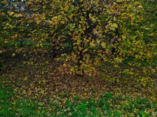 autumn and wet tree in the forest with colored leaves.