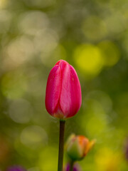 Tulipe