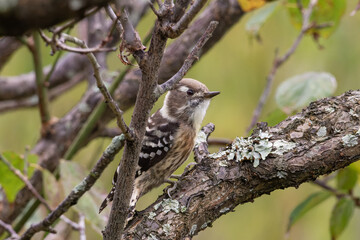 小枝からのぞくコゲラ