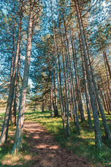 Obraz premium Narrow path through tall black pine tree parkland