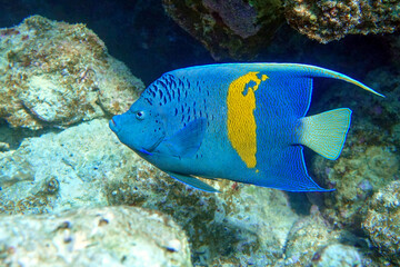 Yellowbar angelfish - coral fish, Red sea, Egypt
