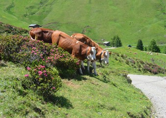 Kühe auf der Seiseralm in Südtirol 