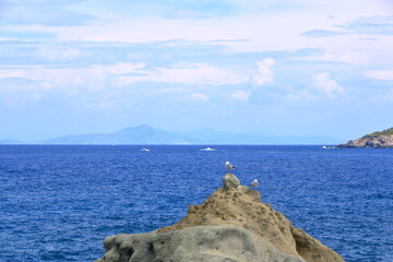 Seagull bird or seabird standing feet on sea beach