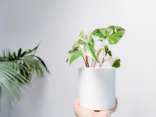 Hand holding a white variegated syngonium or syngonium podophyllum albo varegiata.