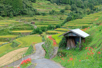 Naklejka premium 彼岸花とつづら棚田 福岡県うきは市 Cluster amaryllis and Tsuzura rice terraces Fukuoka-ken Ukiha city
