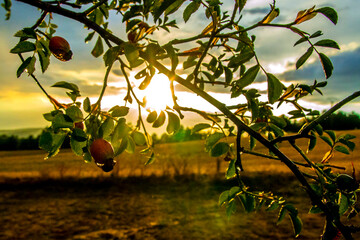 apple tree in the morning