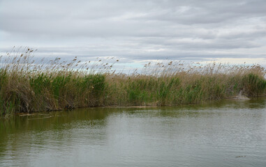 reeds in the water