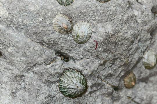 Limpets on a rock