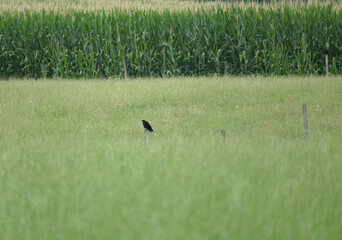 A cornfield with a crow
