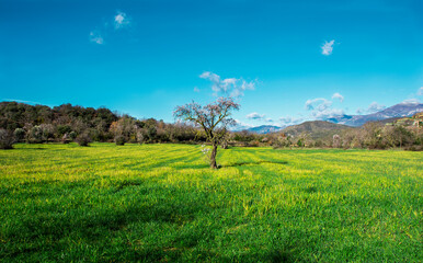 field and sky