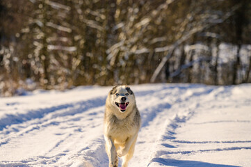 Happy dog during winter walk, husky sled dog, dog playing in the snow.