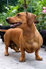 Close-up vertical portrait of cute ginger and black-n-tan dachshunds, smiling face. Adorable...