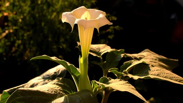 thorn apple with white flower in morning sun
