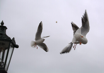 seagulls in flight