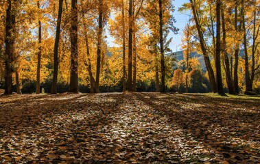 autumn in the forest