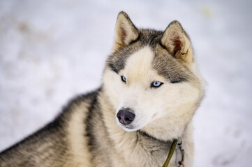 Husky gnaws raw bone, dog food, winter and dog, bone with meat and blood.
