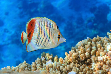 Naklejka na ściany i meble Crown Butterflyfish- coral fish in Red Sea