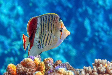 Crown Butterflyfish- coral fish in Red Sea