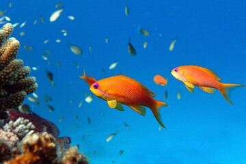 Female Lyretail anthias fish in Red sea - coral reef