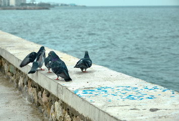 Groups piece of doves and pigeons. Gray feathers and colorful feathers on their necks. They are...