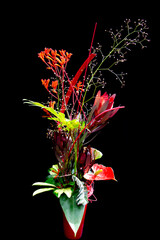 Red exotic flower bouquet isolated on black background