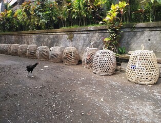 A lone chicken walks past a row of woven bamboo cages containing roosters on a rural road in Bali Indonesia