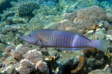 Obraz na płótnie Canvas Ring wrasse or Ringed slender wrasse (Hologymnosus annulatus) - coral fish Red sea Egypt 