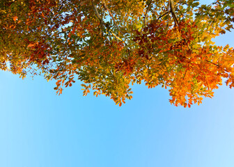 Autumn background nature. Autumn landscape. Autumn oak leaves on blue sky background. Place for text