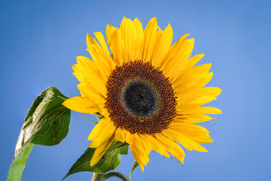 Beautiful sunflower, close-up photography