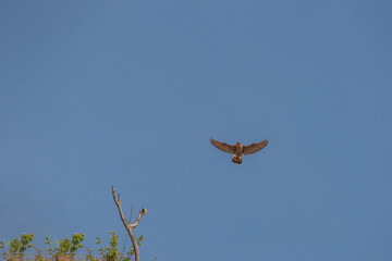 Bottom profile view of Peregrine Falcon (Falco peregrinus) flying with full open wing.